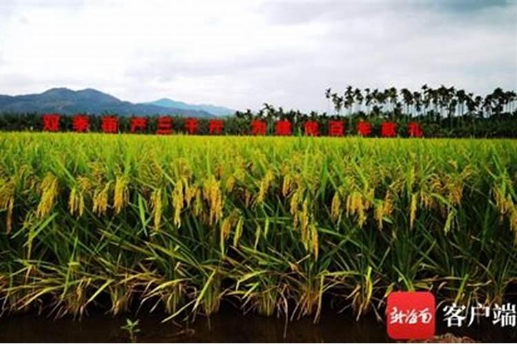 如何正确使用叶面肥？ 农民常用杀蚜剂之噻虫啉