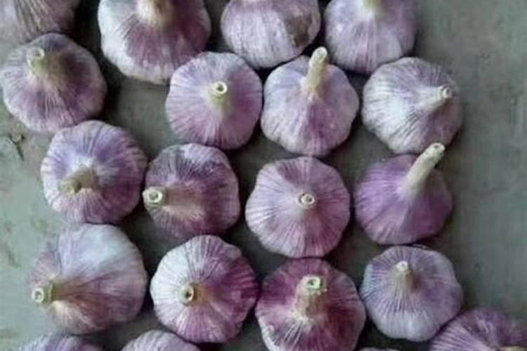 怎么让韭菜越长越粗？