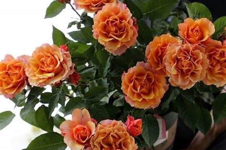 西葫芦卷叶怎么回事