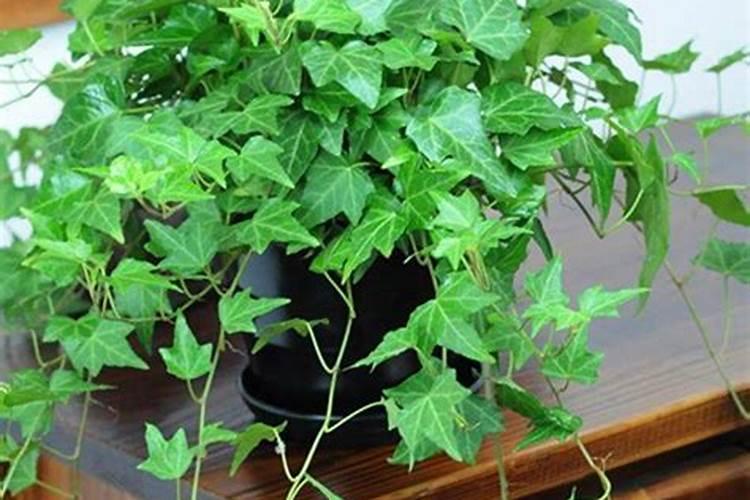 什么是氮磷钾肥 自制氮磷钾肥