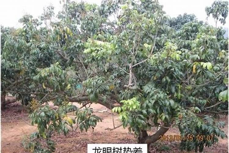 超越普通复合肥:多肽复合肥的神奇之处