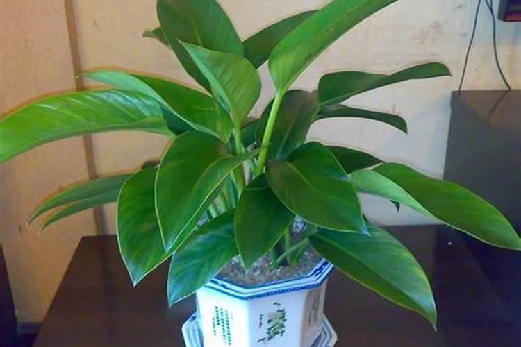 烤烟能过量用腐植酸水溶肥吗