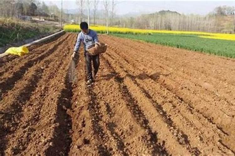 克菌丹能与百泰混用吗