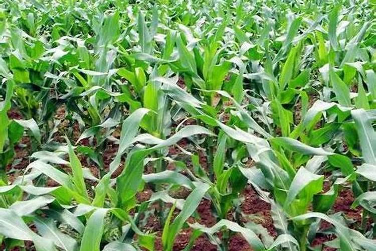 对于玉米而言需不需要冲施钾肥？