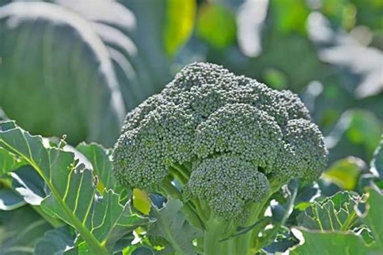 水溶肥知名品牌有哪些？