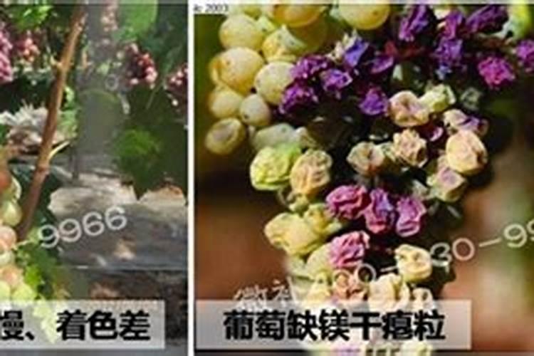 镁在葡萄树上的作用(镁肥在葡萄上什么时候用)