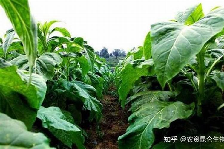 种烤烟用什么肥料好？