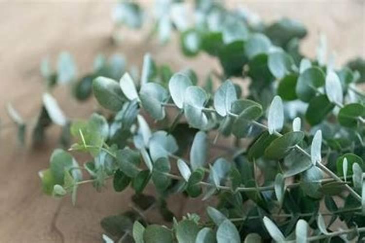 中量元素的肥料有哪些