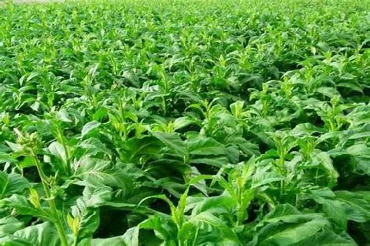 水溶肥排名前十位的有哪些品牌