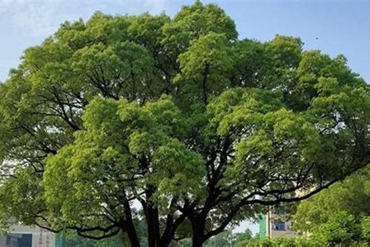 花菜结球后多久施一次肥