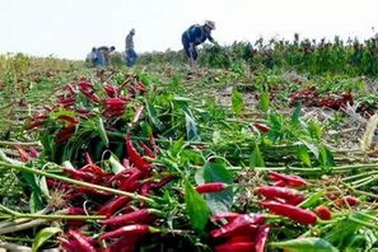 增施农家肥可以提高光合效率的原因