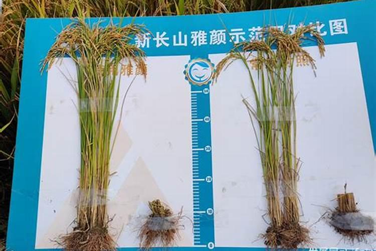 请问一下施加复合肥要用土盖住吗？还是是不是施了复合肥后尽量不要...