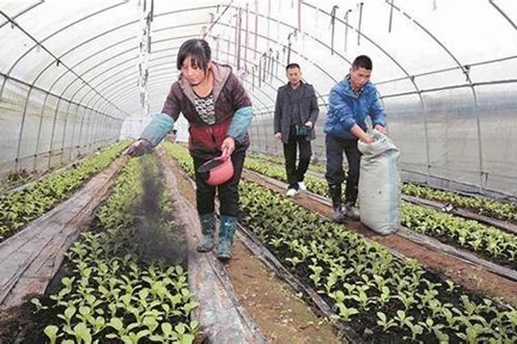 磷酸二氢钾、尿素用作叶面肥,怎样配比？