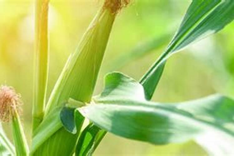 玉米3至5片叶可以喷叶面肥吗