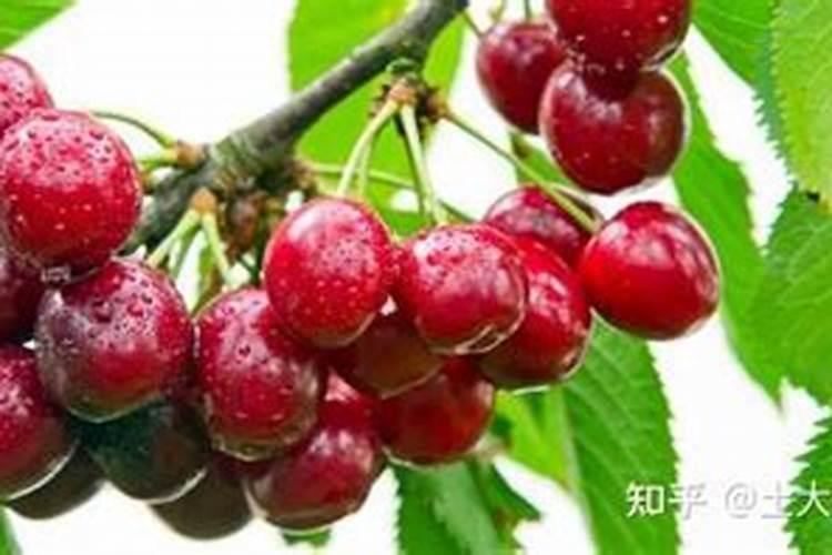 大樱桃花期可以使用花肥吗