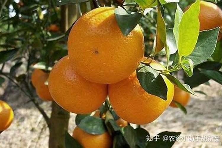 沃柑用什么肥最旺盛