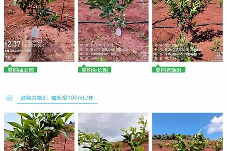 沃柑初果期种植管理技巧 沃柑养殖方法总结