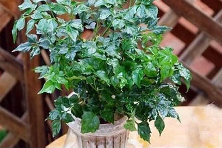 白花菜种植时间和方法