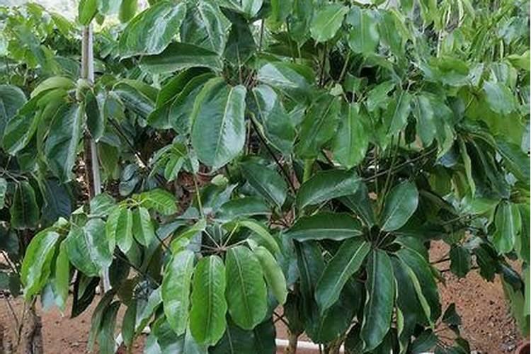 蓝莓用什么肥料