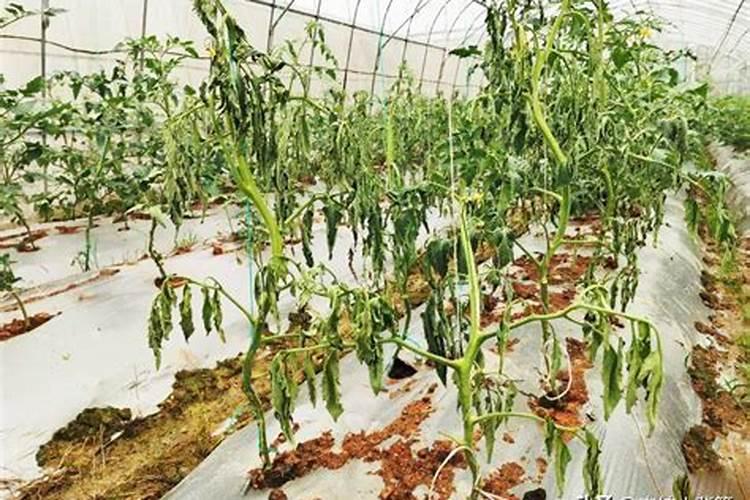 兰花冬天施什么肥最好