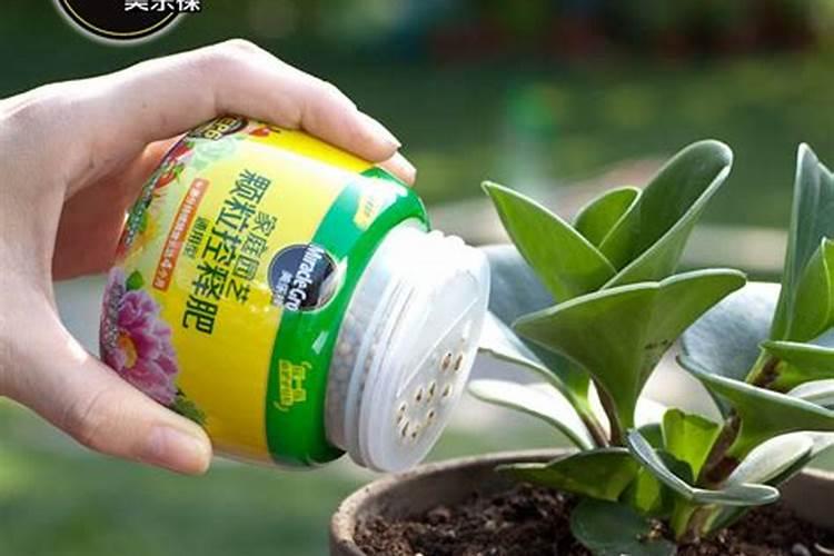 绿植施肥用什么肥料最好 给绿植施4种肥长得好
