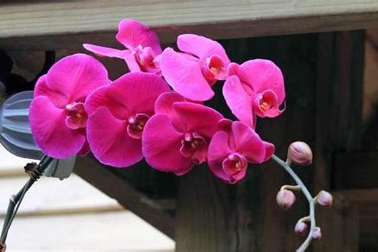 蝴蝶兰长花剑怎么施肥