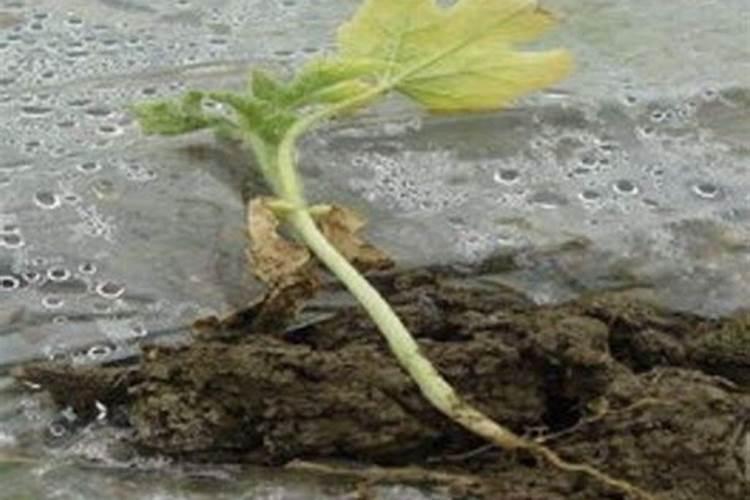 水溶肥的正确使用方法