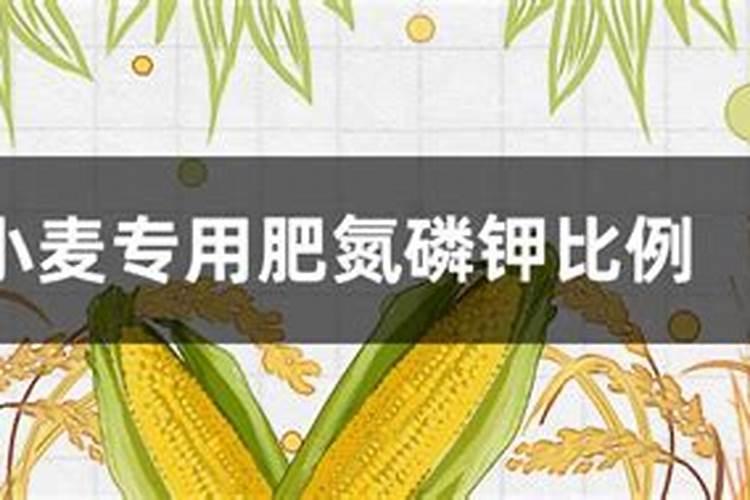 小麦氮磷钾最佳比例