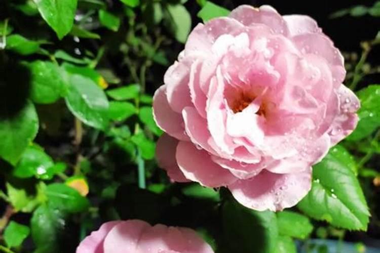 广东叫臭草学名叫什么