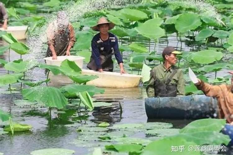 莲藕施肥应该怎么进行？