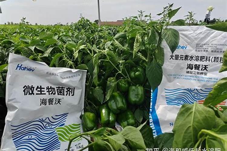 小辣椒的种植方法