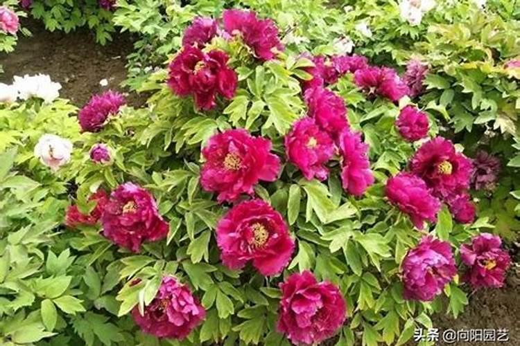 富硒酵母钙片功效与作用