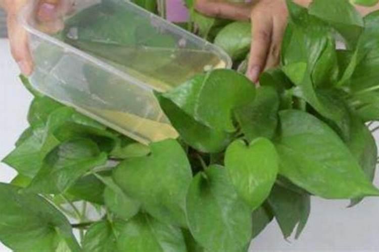 核桃用什么肥料