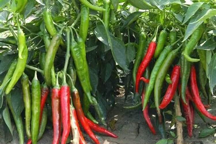 葡萄套袋 前喷什么药