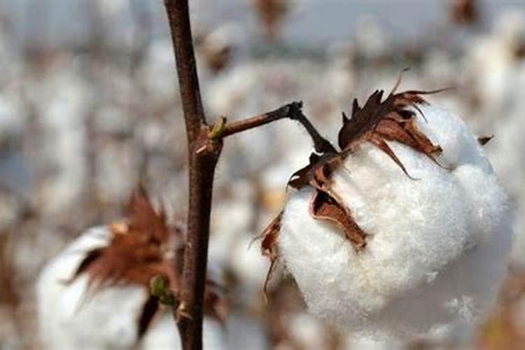 棉花浇水风长怎么办