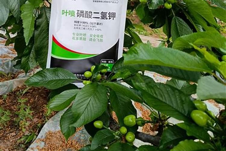 国光磷酸二氢钾怎么样？