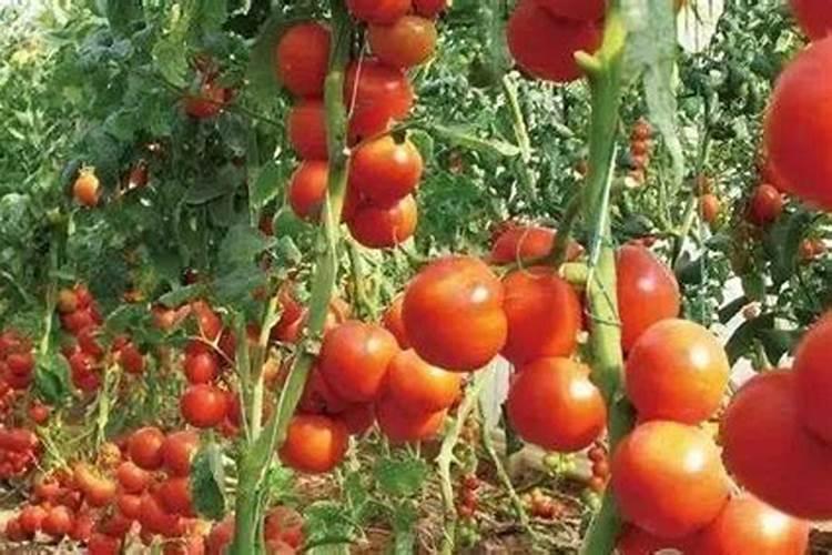 很多农民种植西红柿会施叶面肥,这么做有什么好处呢？