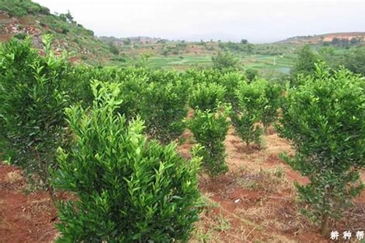 柑橘要怎样施肥？