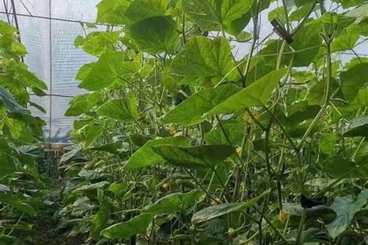 月季的施肥时间及方法