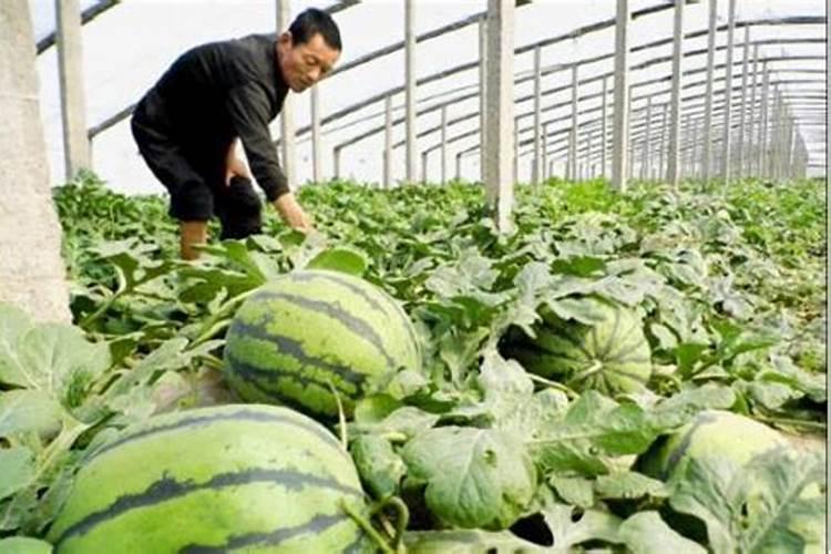 西瓜用什么肥料增甜