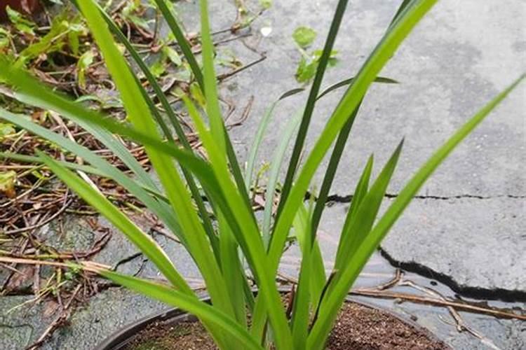 家庭如何自制泥炭土