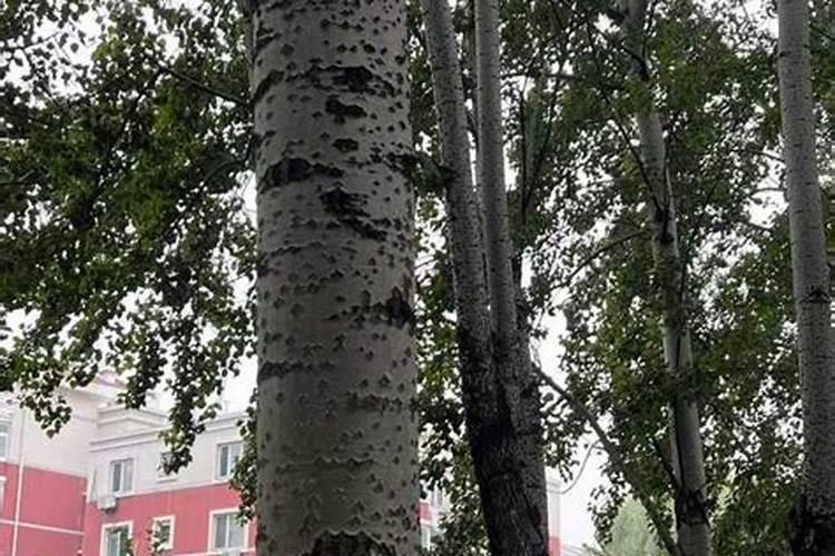 我现在种植杉树,每棵用100克钙镁磷肥做基肥,请问这样会对树苗的根系产生...