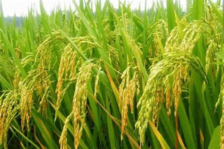 辽伏苹果品种介绍