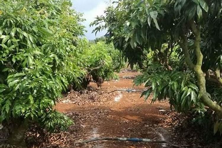 荔枝开花施什么肥