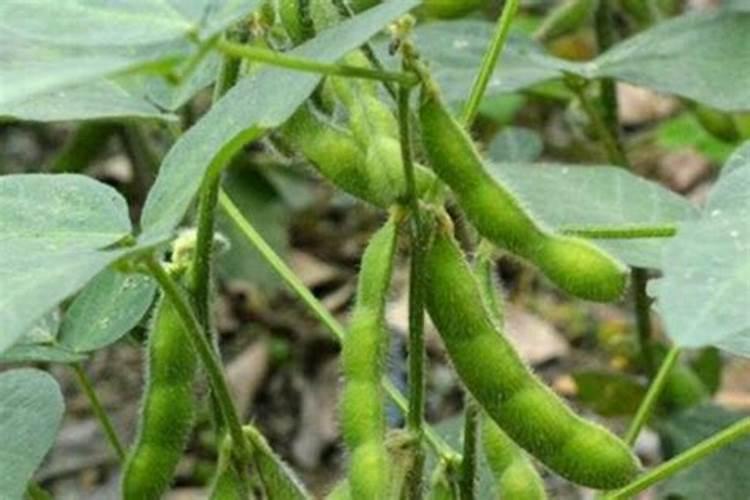 海状元好还是明月好