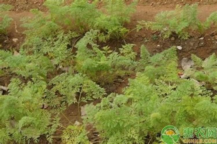 硼肥叶面喷施用量