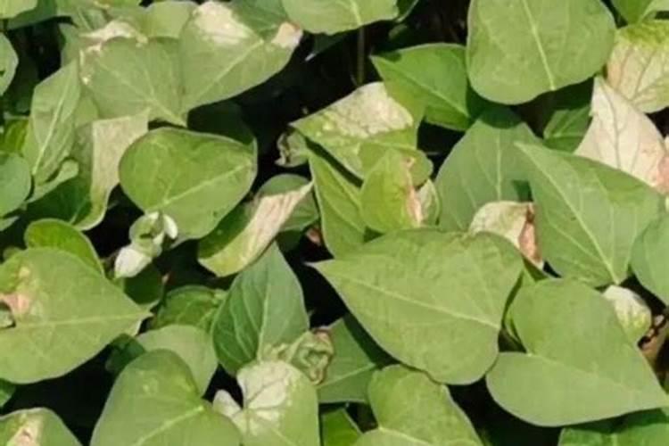 发财树营养液怎么用,多久浇一次营养液