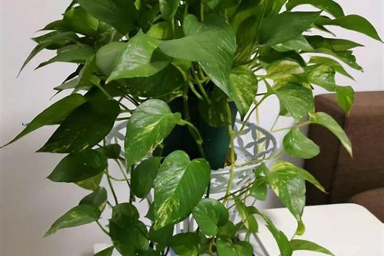 果树缺钙用什么肥料最适合(果树需补什么钙肥最好)