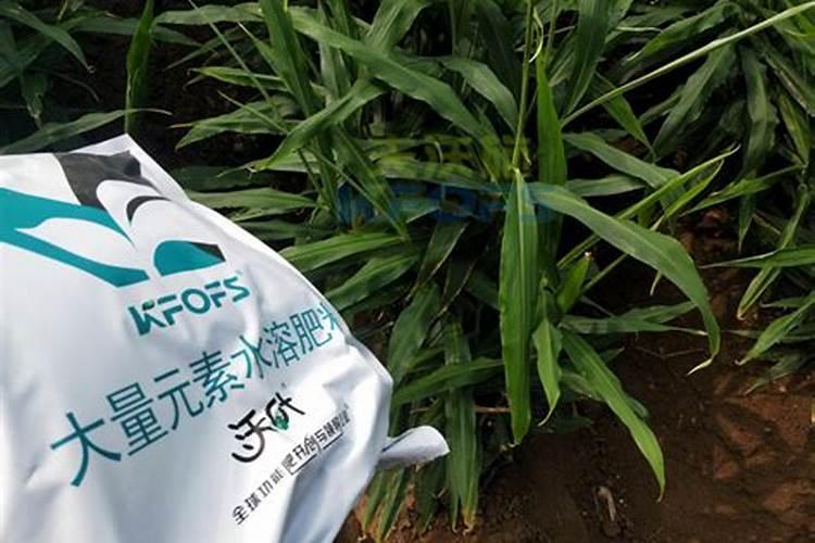 枣树苗多久浇一次水