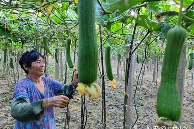 锌肥的作用及使用方法 锌肥的作用和使用方法